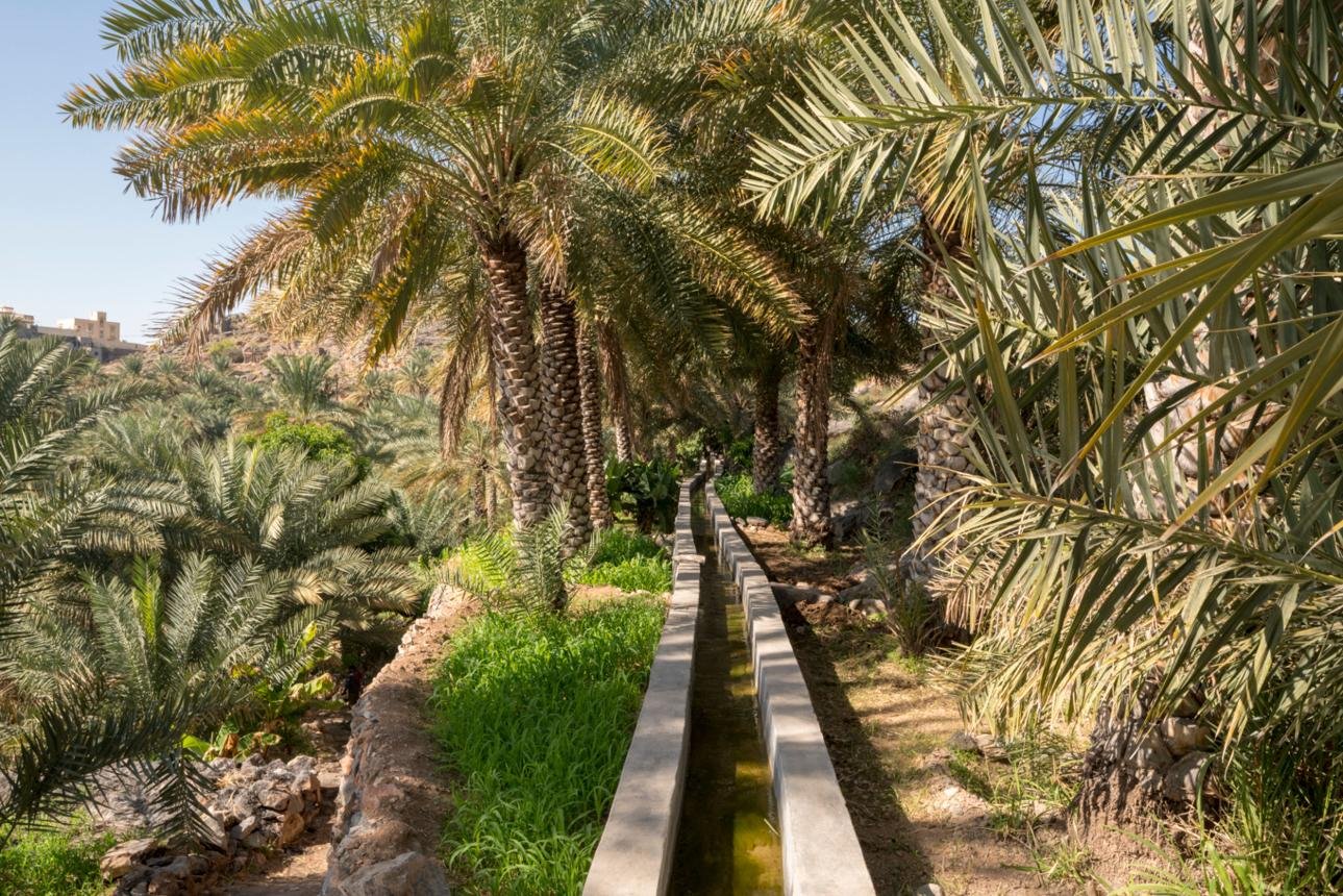 مزارع النخيل في واحة الحمراء